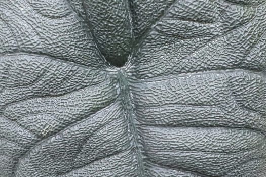Macro of the pattern on an Alocasia plant leaf.