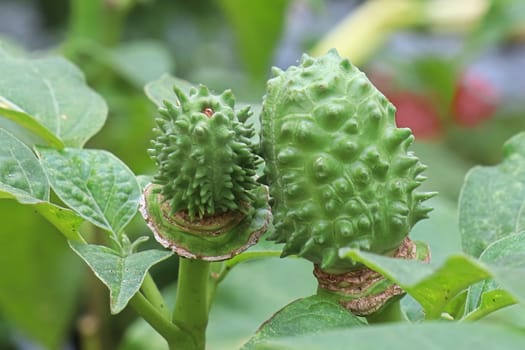 Macro of the seed pod on a datura plant.