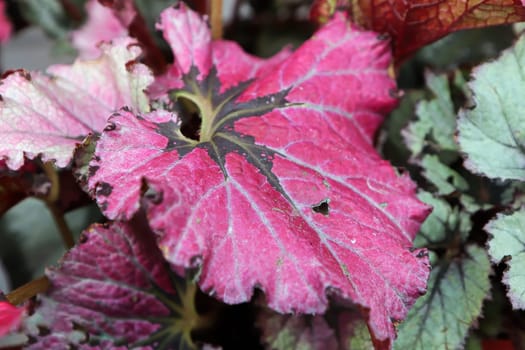 Bright colorful leaves on a Painted Begonia plant.