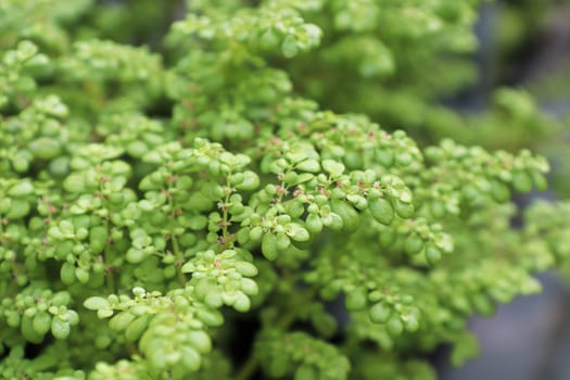 Closeup of the delicate flowers on an Artillary plant.