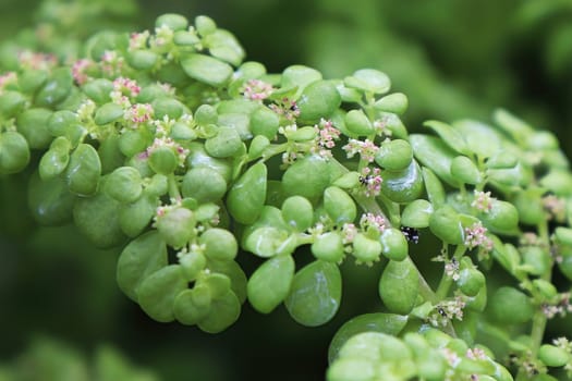 Macro of the delicate flowers on an Artillary plant.