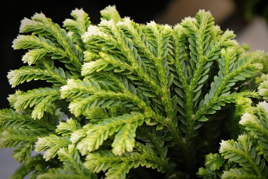 Macro of the leaves on a Frosty Tip Fern.