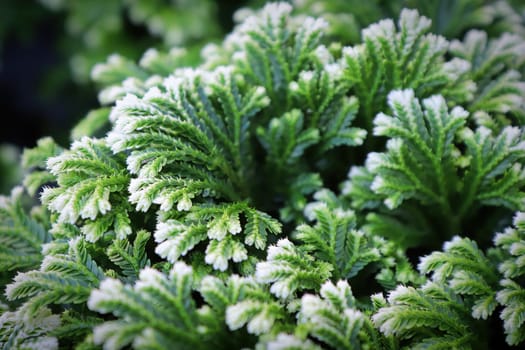 Closeup of the variegated tips on a Frosty Tip Fern.