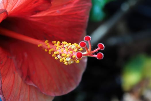 Macro of the stigma and stamen on a Hibiscus flower.