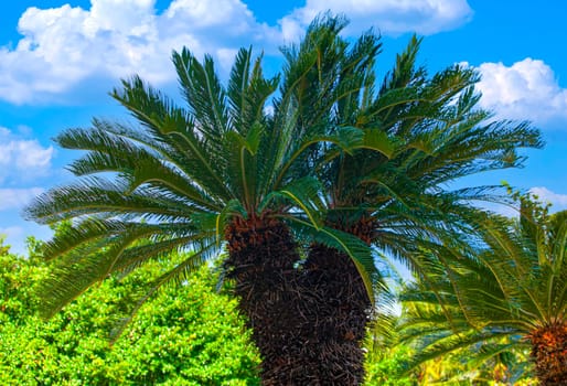 The Palm tree with blue sky, tropical background. Selective focus.