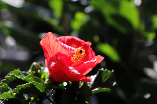 A beautiful red Hibiscus flower opening up.