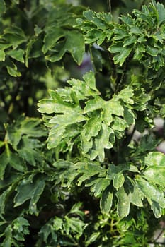 Closeup of the leaves on a Arilia Parsley plant.