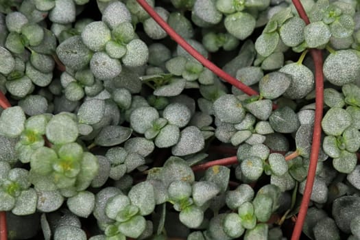 Macro of the leaves and stems on a Baby Tears plant.