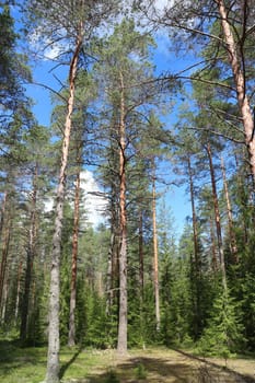 pine forest summer landscape, tall pine trees in the foreground