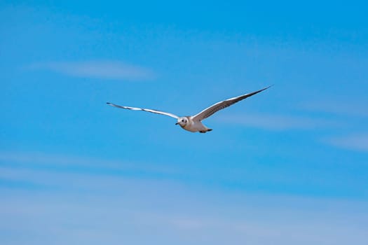 Seagull flying in the sky