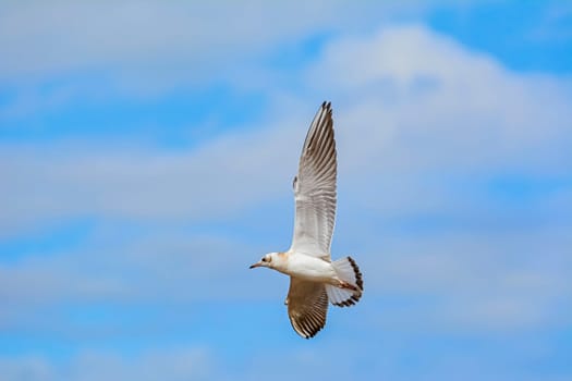 Seagull flying in the sky