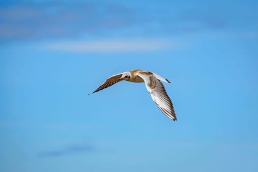 Seagull flying in the sky