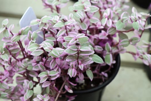 Top view of the pink and green leaves on a Callisia.