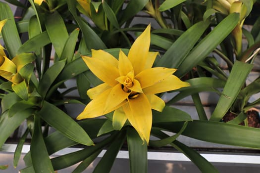 Top view of the yellow stalk leaves on a Bromicade plant.