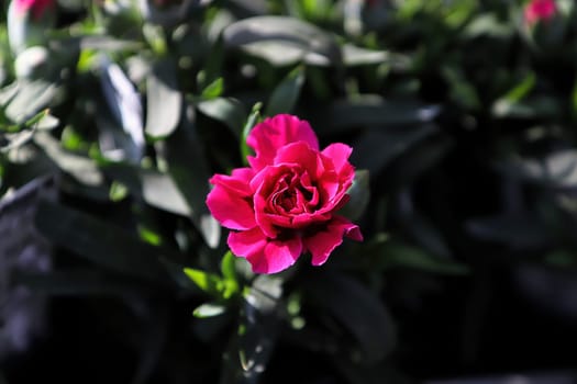 Closeup of red petals on a Carnation flower.