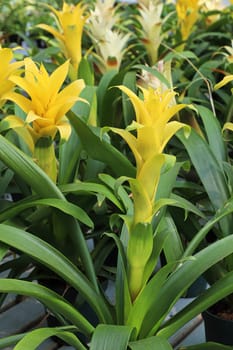 Bright yellow stalks on a Bromicade plant.