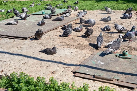 A flock of pigeons sits on a concrete slab. High quality photo
