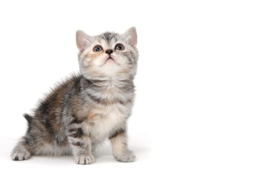 a gray striped purebred kitten sits on a white background. High quality photo