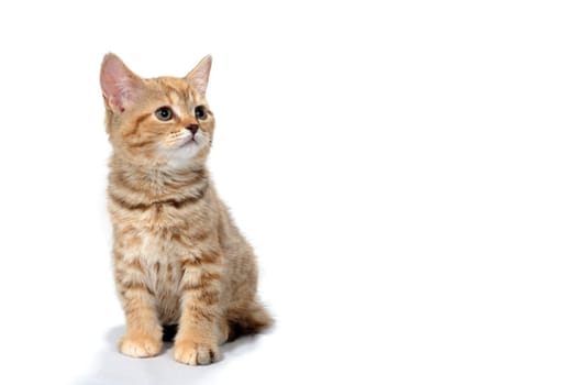 a ginger striped purebred kitten sits on a white background. High quality photo