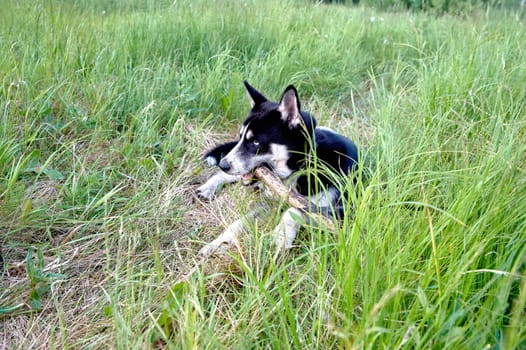 the husky is lying on the grass and gnawing on a stick. High quality photo