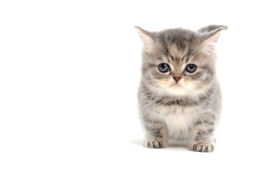 a gray striped purebred kitten sits on a white background. High quality photo