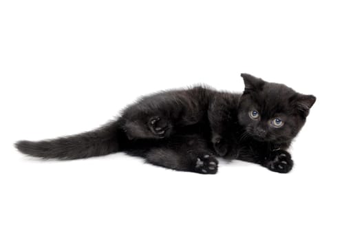 fluffy purebred black kitten lies on an isolated background. High quality photo