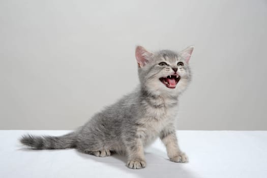 a gray striped purebred kitten sits on a white background. High quality photo