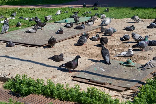 A flock of pigeons sits on a concrete slab. High quality photo