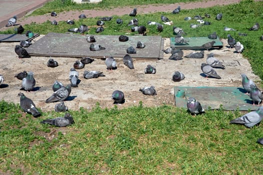 A flock of pigeons sits on a concrete slab. High quality photo