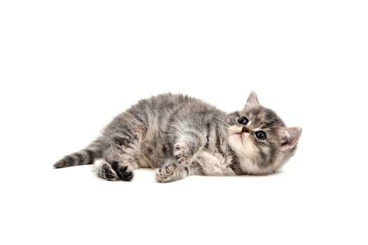 A gray purebred kitten lies on a white background. High quality photo