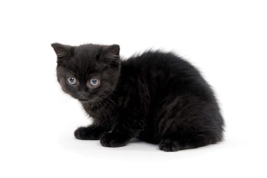 fluffy purebred black kitten sits on a white background. High quality photo