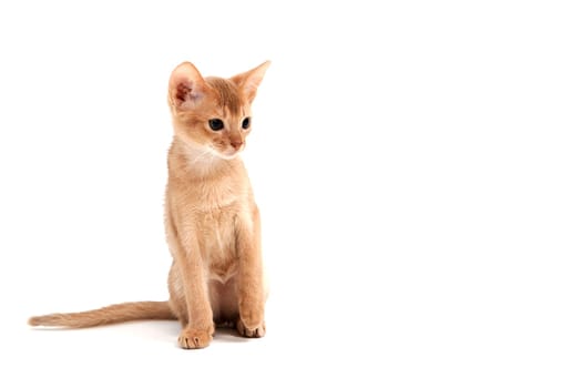 Abyssinian ginger cat sits on a white background. High quality photo