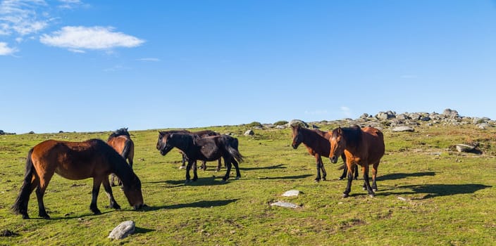 Wild horses pasturing at the mountains in the north of Portugal. Serra do Geres