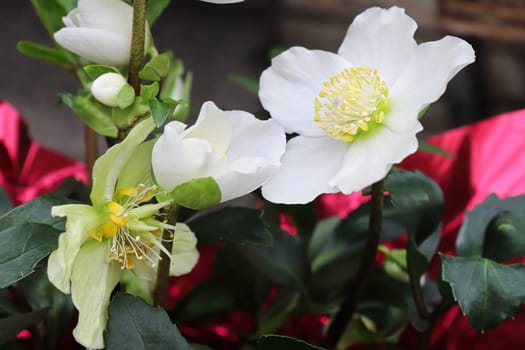 Beautiful flowers on a Helleboris flower in bloom.
