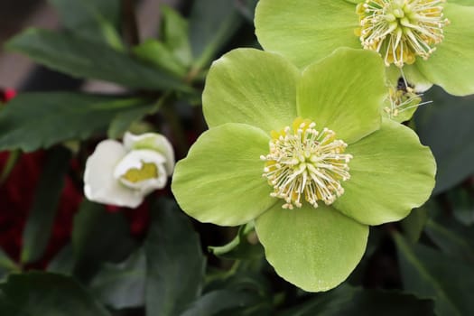 Young green leaves on a Christmas Rose flower.