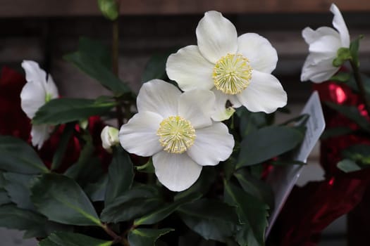 Beautiful flowers on a Helleboris flower in bloom.