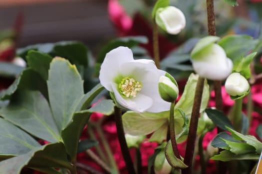 Flowers blooming on a Helleboris plant during Christmas.