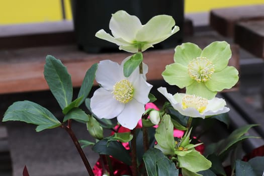 Flowers blooming on a Helleboris plant during Christmas.