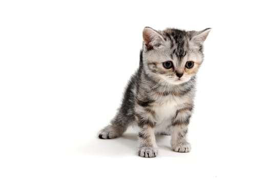 a striped purebred kitten stands on a white background. High quality photo