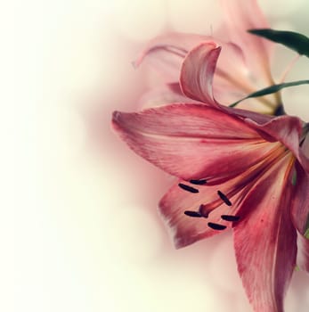 Beautiful pink lily flower closeup