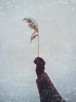 Cold winter day and man hand closeup, wearing gloves, holding a dry reed flower seeds against snowy white background. Idyllic and calm natural scene. Fresh seasonal environment