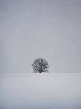 Barren lone tree on the snowy land. Cold winter scene and a leafless oak stands single under snowdrift. Numb nature, silence and solitude mood
