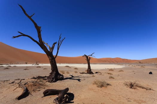 Death tree with red dunes from Hidden Vlei, Sossusvlei Namibia