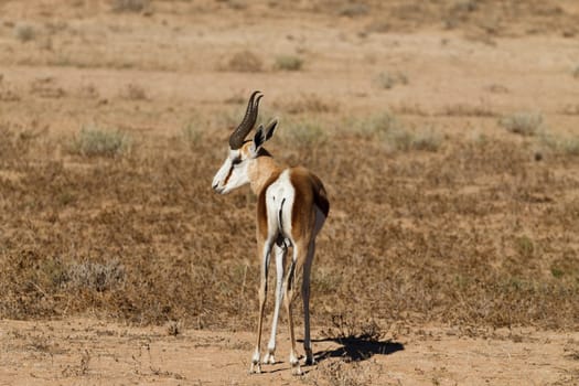 A close up of a springbok from Kgalagadi Transfontier Park, South Africa