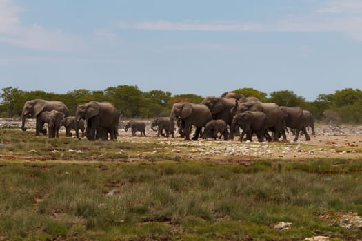 Herd of elephants from Etosha National Park, Namibia