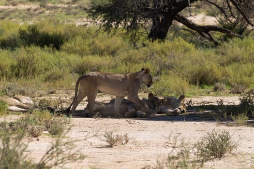 Three lions sleeping under a tree, Kgalagadi National park, South Africa