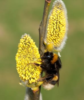 Weidenkaetzchen  Erdhummel  Bombus  terrestris