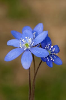 Leberbluemchen  Hepatica  nobilis