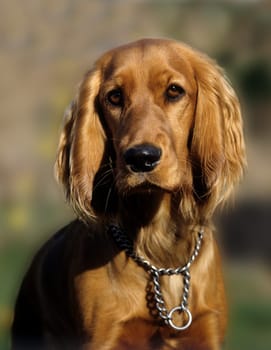 Cocker,Spaniel,Red