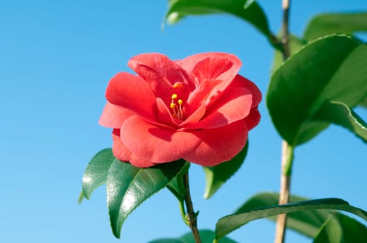 Kamelie, Camellia  japonica